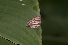 Arawacus aetolus