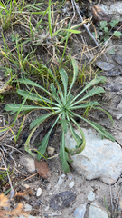 Plantago coronopus
