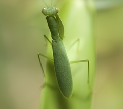 Tithrone roseipennis