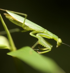 Tithrone roseipennis