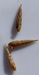 Conoidea