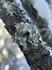 Ramalina americana