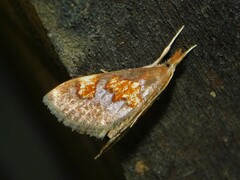 Thesaurica ocellata