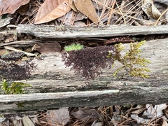 Frullania