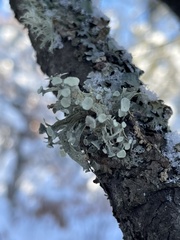 Ramalina americana