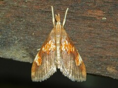 Thesaurica ocellata