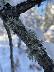 Ramalina americana
