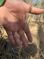 Andropogon gyrans