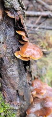 Marasmiineae