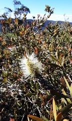 Melaleuca pallida