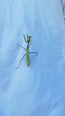 Stagmomantis floridensis