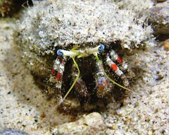 Dardanus sanguinolentus