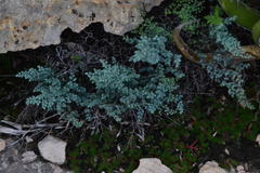 Argyrochosma microphylla