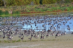 Branta canadensis