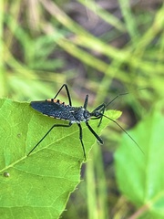 Rhynocoris albopilosus