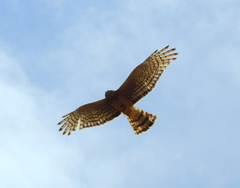 Circus cinereus