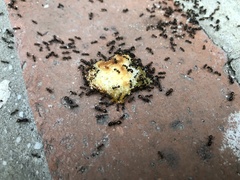 Solenopsis saevissima