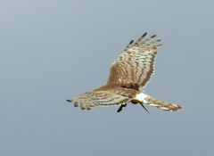 Circus cinereus