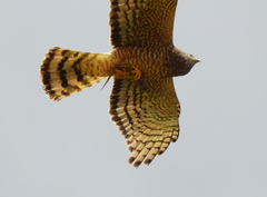 Circus cinereus