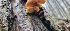 Marasmiineae