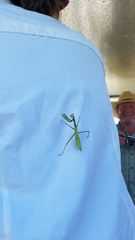 Stagmomantis floridensis