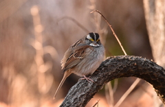 Zonotrichia albicollis