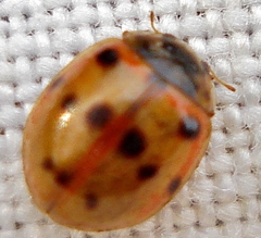 Adalia decempunctata