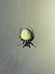 Araneus apricus