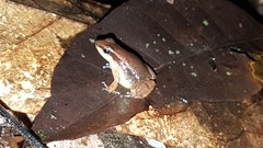 Anomaloglossus baeobatrachus