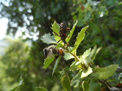 Rhynocoris punctiventris