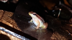 Anomaloglossus baeobatrachus