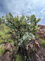 Brachylaena rotundata