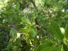 Rhynocoris punctiventris