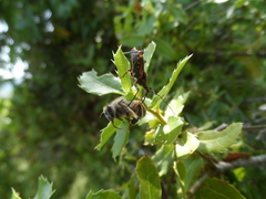 Rhynocoris punctiventris