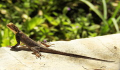 Agama agama