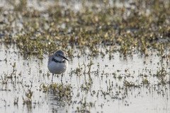 Anarhynchus frontalis