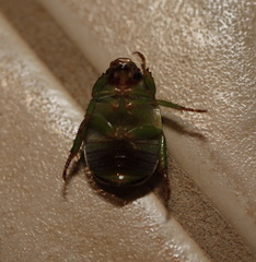 Anoplognathus prasinus