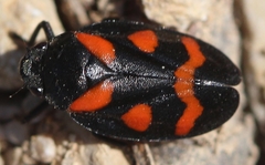 Cercopis