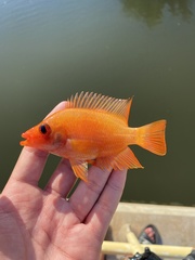 Amphilophus labiatus