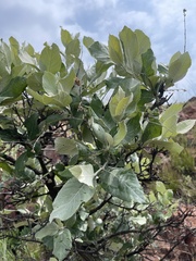 Brachylaena rotundata