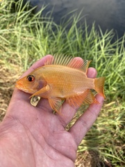 Amphilophus labiatus