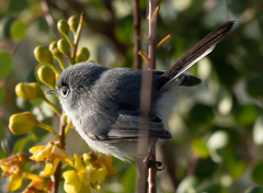 Polioptila melanura