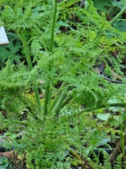 Daucus edulis
