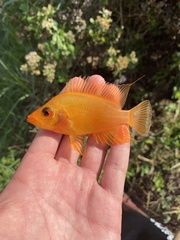 Amphilophus labiatus