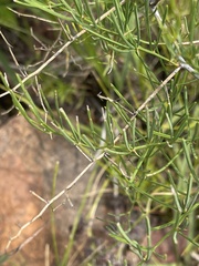 Asparagus transvaalensis