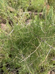 Asparagus transvaalensis