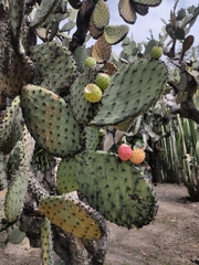 Opuntia streptacantha