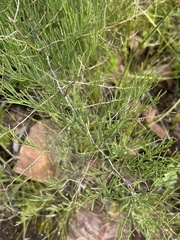 Asparagus transvaalensis