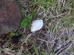 Megalobulimus