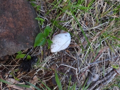 Megalobulimus